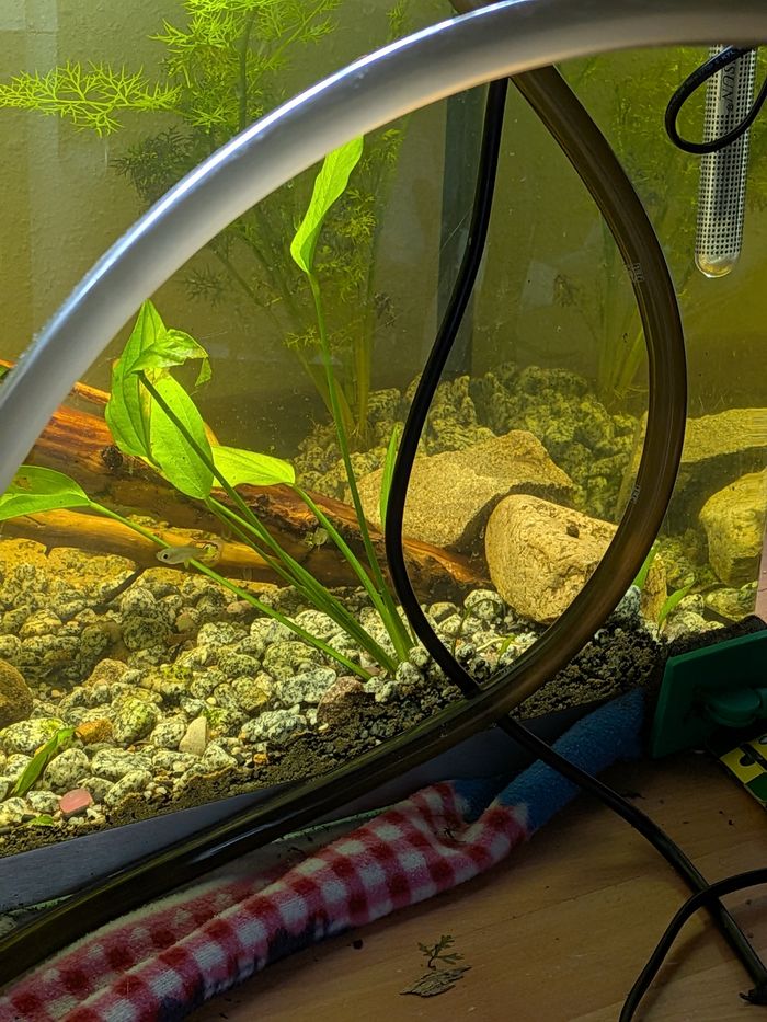 Plantes - photo numéro 3