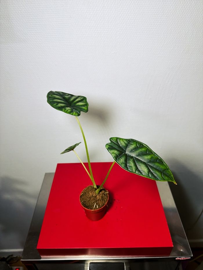 Alocasia Dragon Scale - photo numéro 4