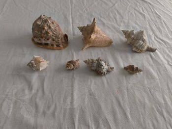 Lot décoration coquillages