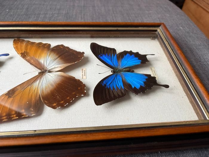 Encadrement papillons sous verre - vintage - très bon état - photo numéro 5