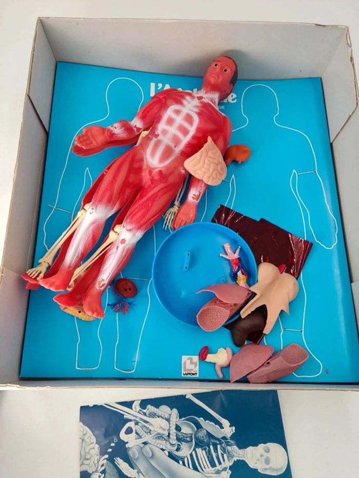 L'anatomie / Corps Humain / 1987 vintage Laffont semble complet voir photos - photo numéro 8