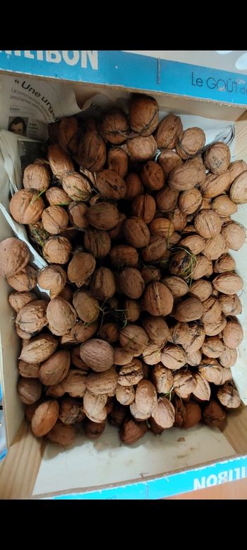 Noix du jardin