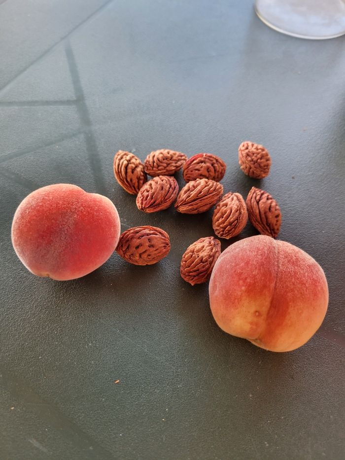 Noyaux de pêcher de vigne - photo numéro 2