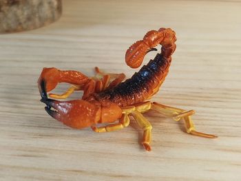 Figurine scorpion orange Animal de la savane