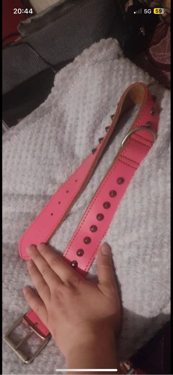 Collier chien