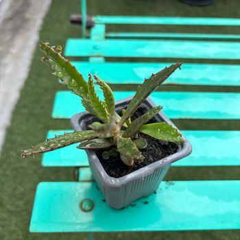 Superbe bouture Kalanchoe daigremontiana, plantes-mères ou Mère de milliers.