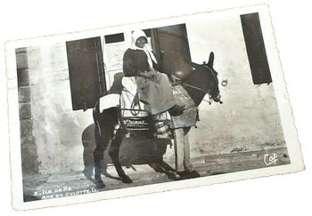 Carte postale ancienne Ile de Ré (Charente-Maritime) Ane en culotte
