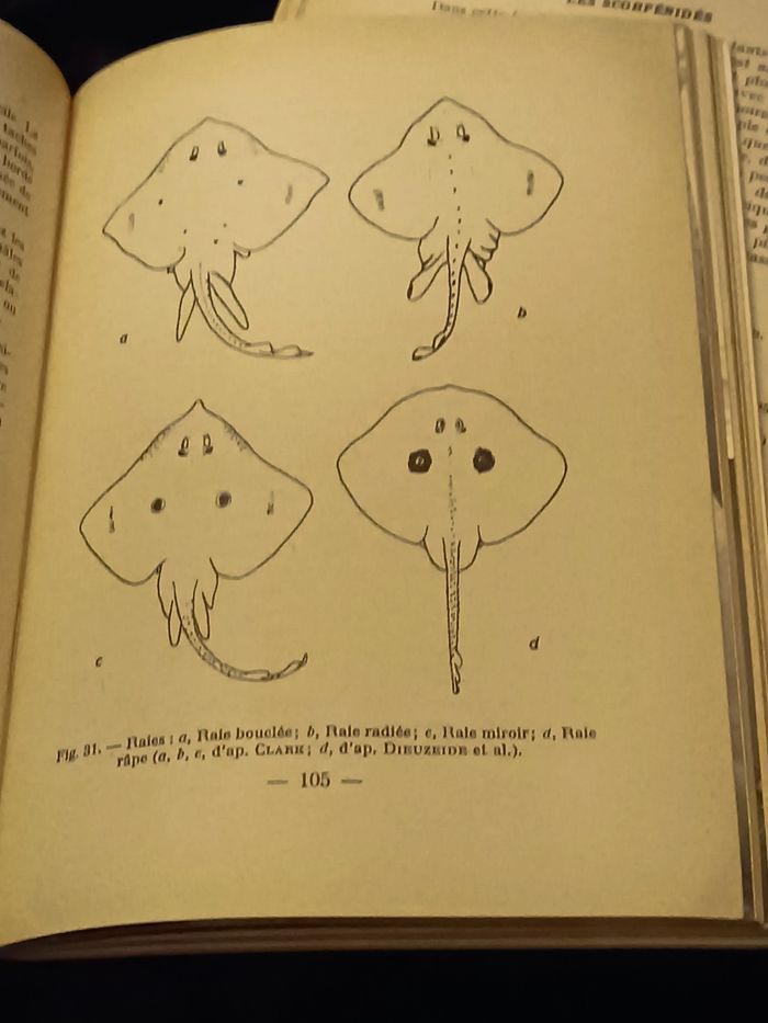 Atlas poissons marins tome 1 et 2 - photo numéro 2