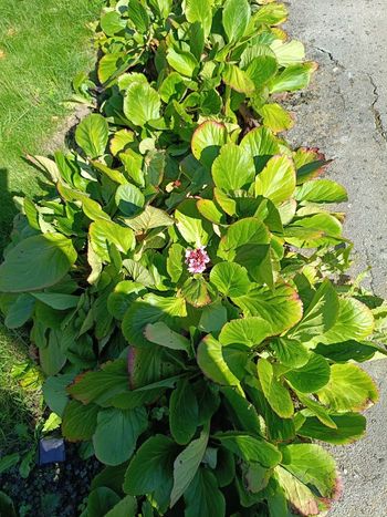 Lot rhizome bergenia