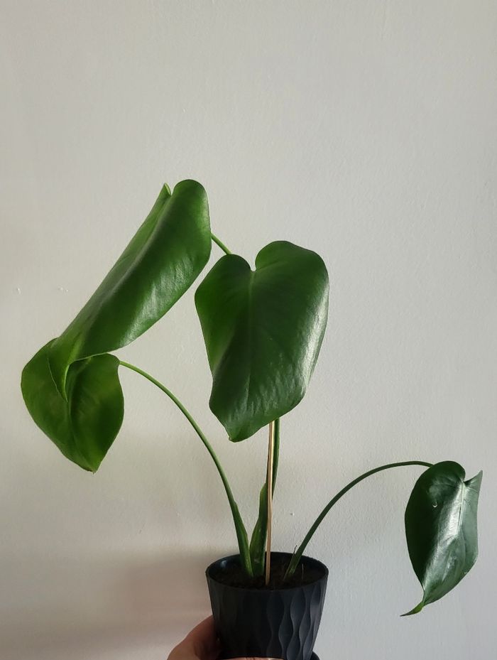 Monstera deliciosa - photo numéro 2