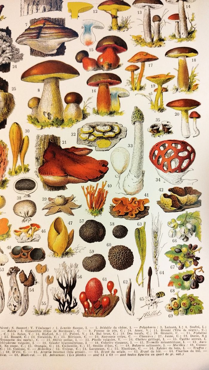 Affiche sur les champignons "cèpe", d'après une lithographie de 1928 - photo numéro 4