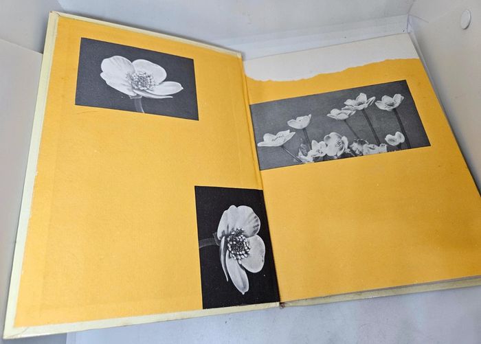 "Le cheik d'Alexandrie", de Hauff.
Delagrave.
126 pages - photo numéro 3