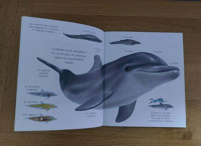 Cache cache avec Le dauphin - photo numéro 2