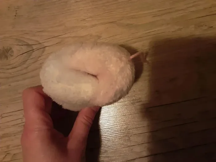 Couple de souris - photo numéro 5