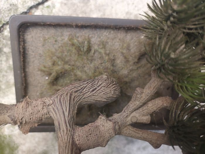 magnifique arbre vintage bonsai pin conifère déco - photo numéro 3