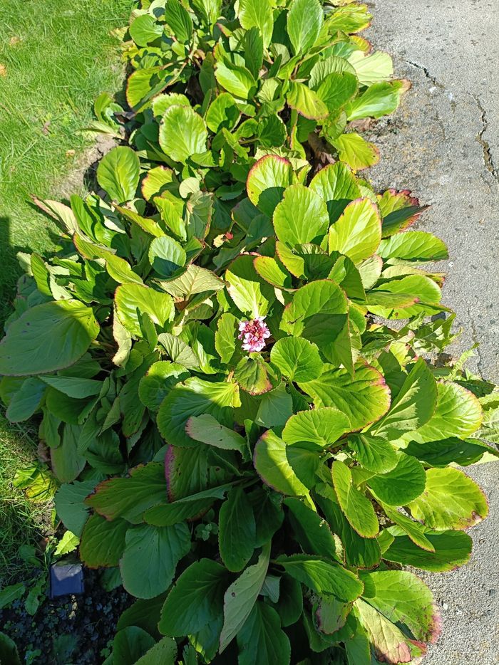 Lot rhizome bergenia
