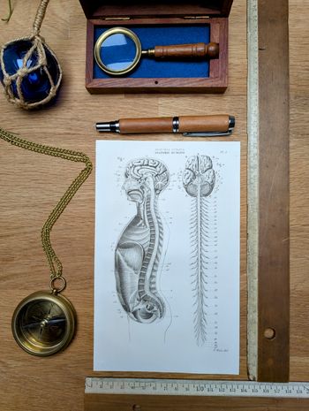 Imprimée en 1851, Anatomie Humaine, Vintage Authentique (cadre non inclus )