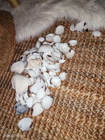 Décoration coquillage