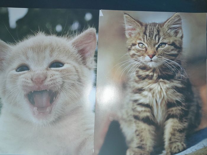 posters à colorier les chatons - photo numéro 6