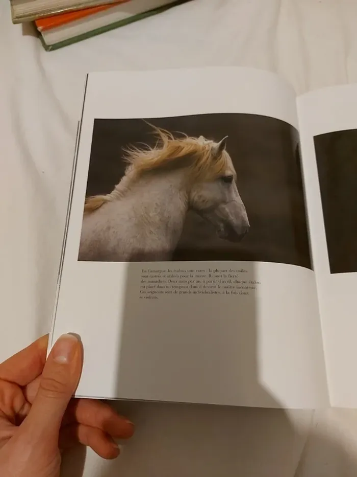 Chevaux camargues - photo numéro 4