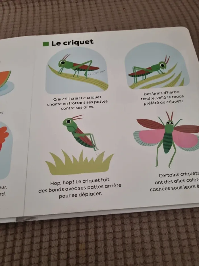 Livre "les petites bêtes " - photo numéro 6