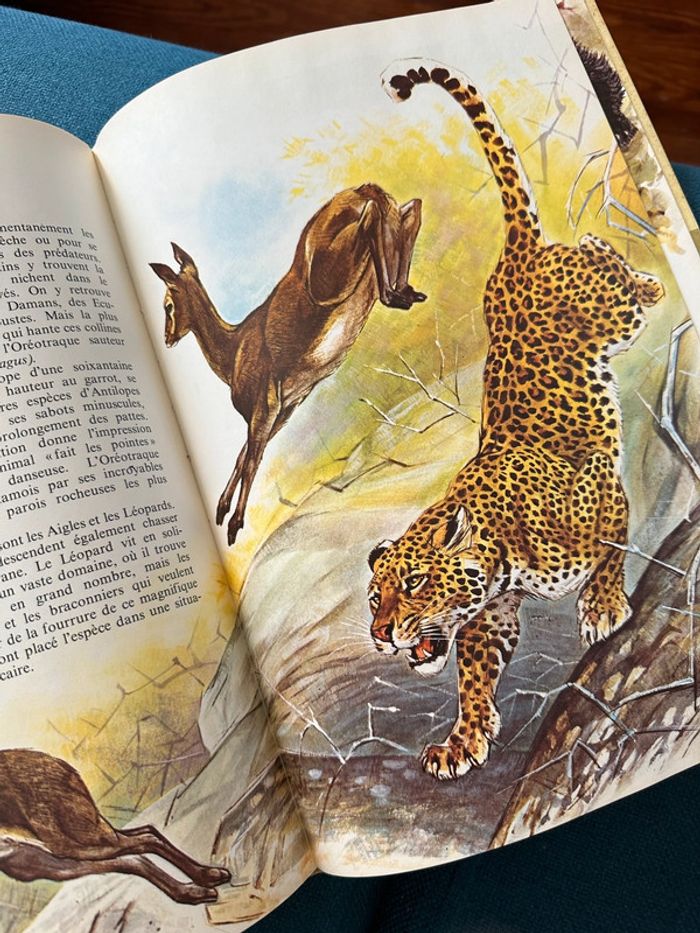 Livre encyclopédie rare Faune des Montagnes du Monde collection univers Robert Dallet Lito Paris - photo numéro 6