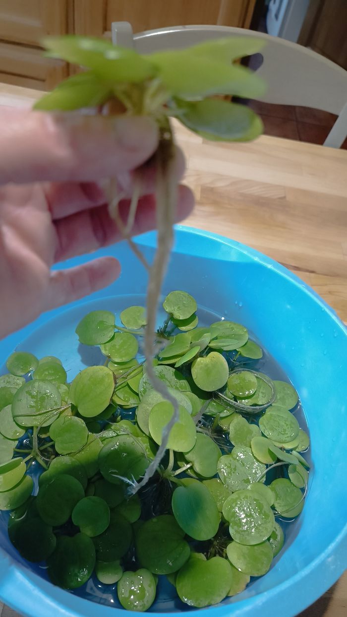 Lot de 18 laitues plantes flottantes aquarium - photo numéro 4