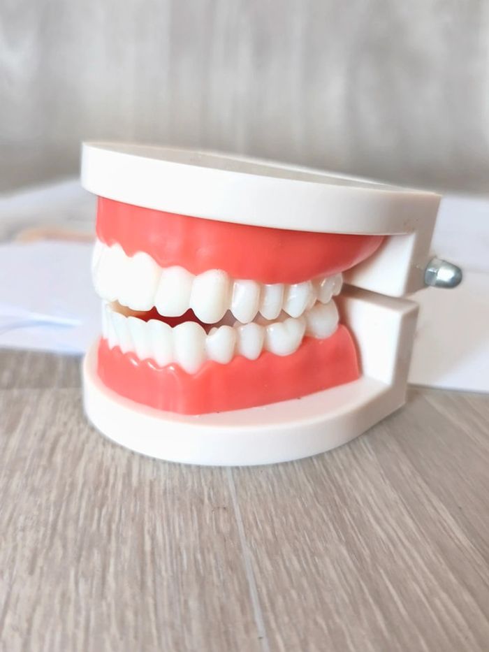 Kit anatomie de la dent saine et la dent cariée - photo numéro 5