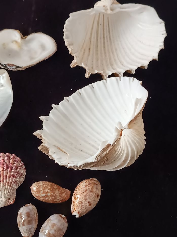 Nacre et autres coquillages - photo numéro 9
