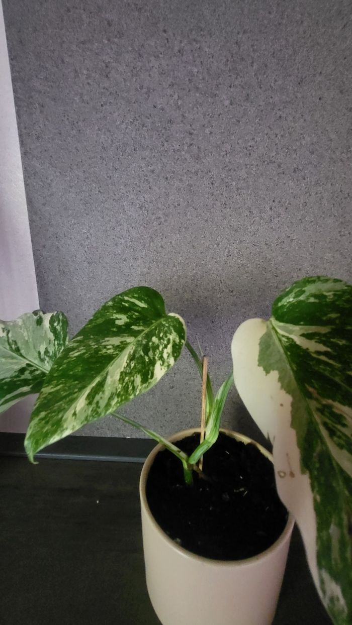 Monstera variegata - photo numéro 5