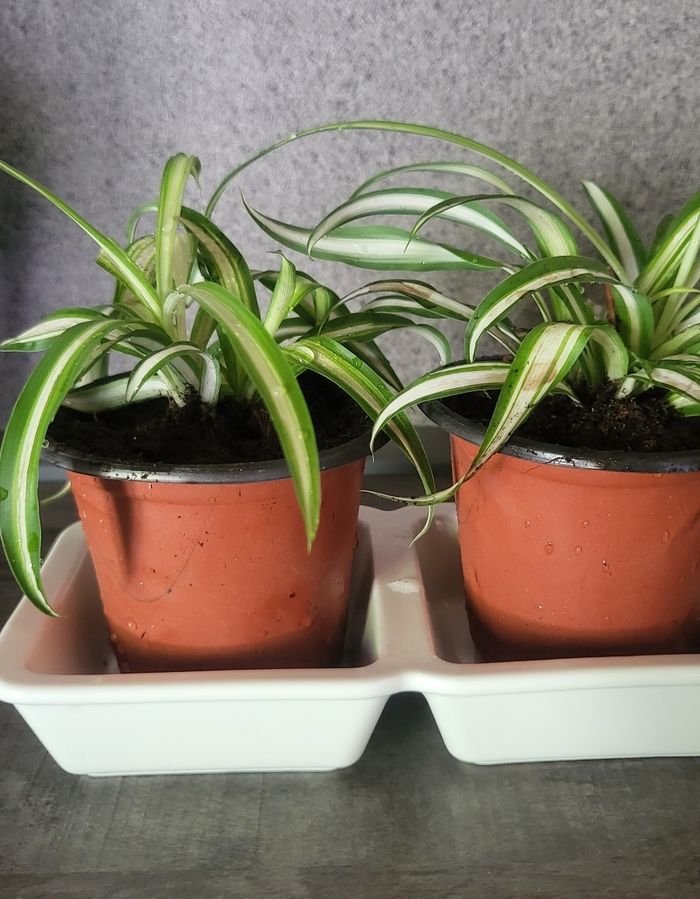Plante a - photo numéro 5