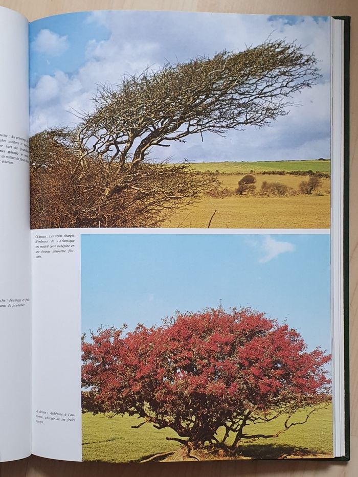 Grand livre à couverture rigide "Arbres magnifiques et majestueux" / Éd. Christophe Colomb - photo numéro 4