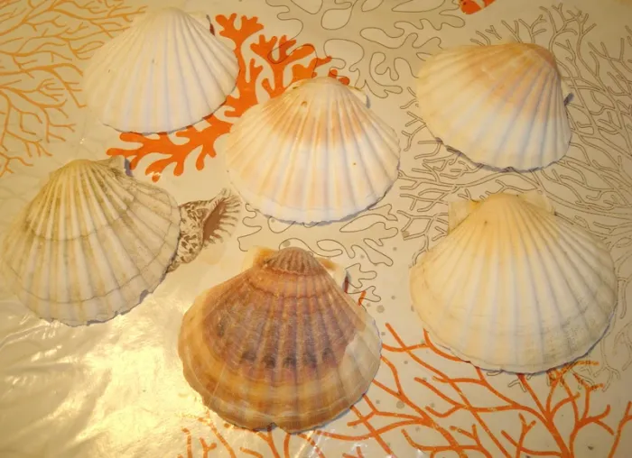 lot de 6 coquilles st jacques naturelles - photo numéro 2