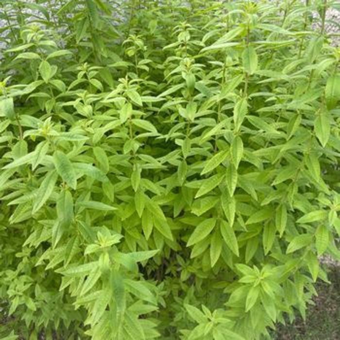 Verveine citronnée du sud non traitée pour infusion