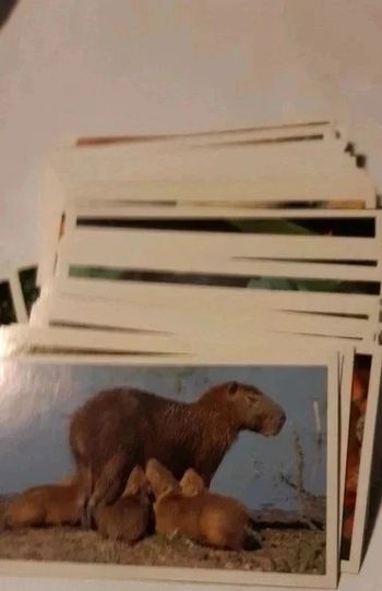 Lot de 10 images Jungle mania
