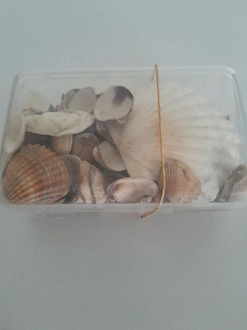 Boîte de coquillage pour loisirs créatifs