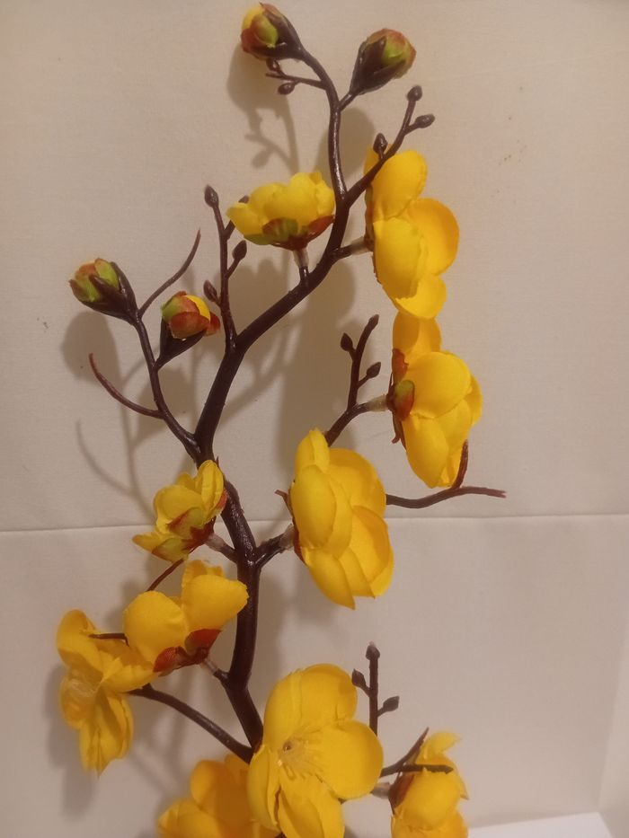 Arbuste fleurs de cerisiers - photo numéro 3