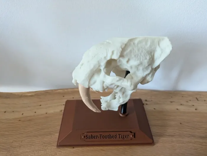Crâne de tigre à dents de sabre smilodon - photo numéro 13