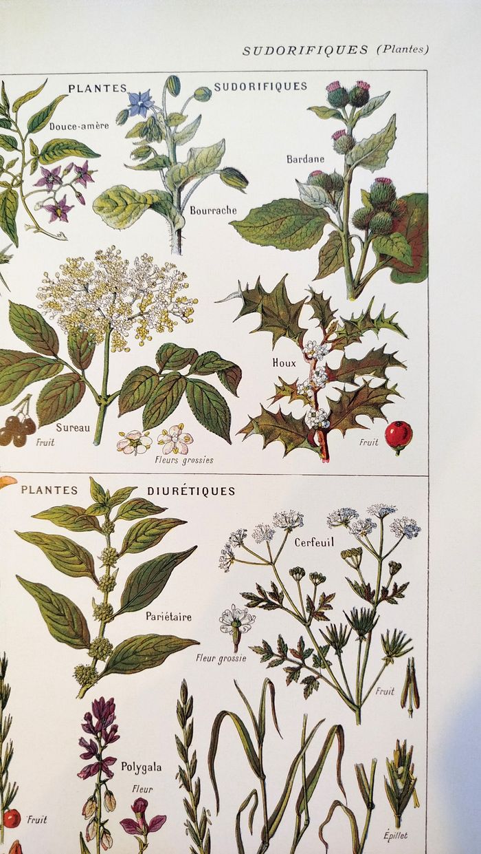 Affiche sur les plantes sudorifiques, d'après une lithographie de 1928 - photo numéro 3