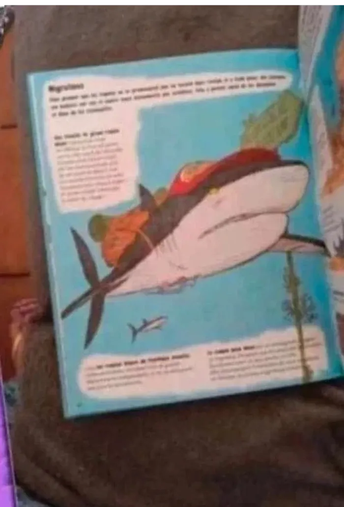 Livre tout savoir sur le requin et le reste - photo numéro 4