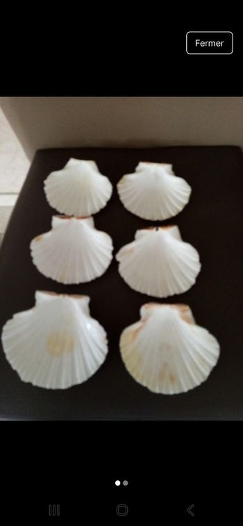 6 coquilles