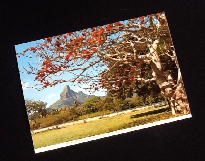 3 Cartes postales Ile Maurice Montagne du Rempart /Le coin de Mire /Une cabane de la Campagne - photo numéro 4