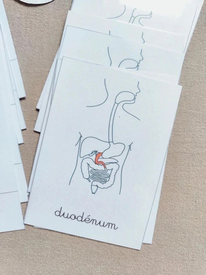 Cartes de nomenclature sur l'appareil digestif - photo numéro 3