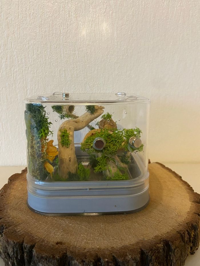 Terrarium phidippus - photo numéro 6
