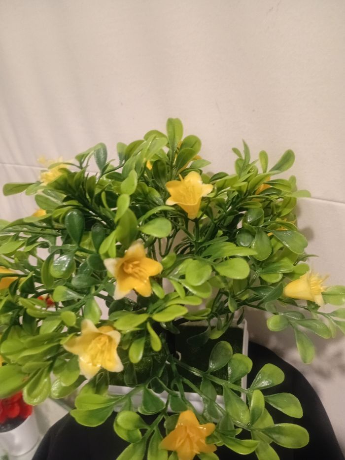 Arbuste bonsaïs fleurie - photo numéro 3