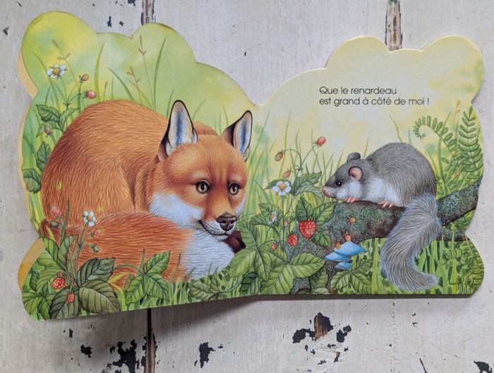 Le loir de la forêt - photo numéro 4