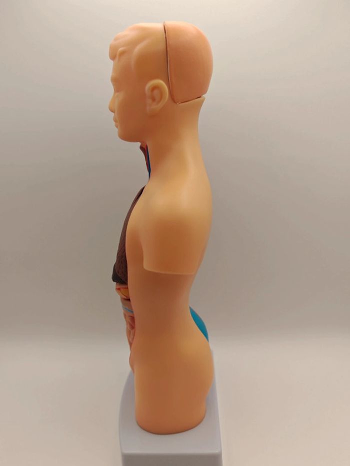 Maquette anatomie corps humain - photo numéro 2