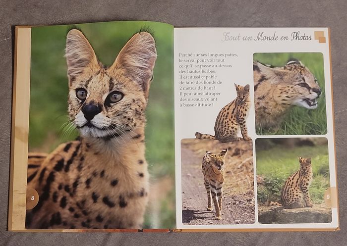 Les animaux de la savane Piccolia - photo numéro 2