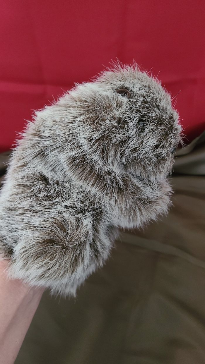 Doudou marionnette marmotte ATELIER FRANCE PELUCHES gris poils longs - photo numéro 5