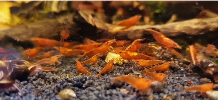 Crevettes d'Aquarium Décoration
